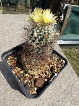 Preview: Turbinicarpus pseudomacrochele
